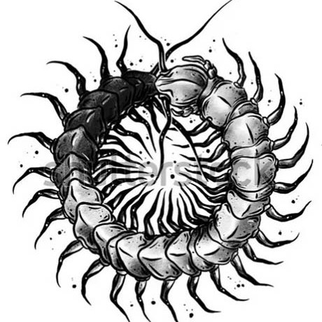SKOLOPENDRA